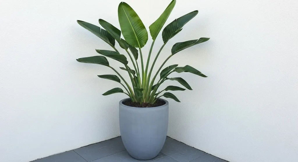Bird of paradise planter patio