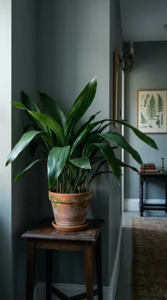 Cast iron plant in hallway