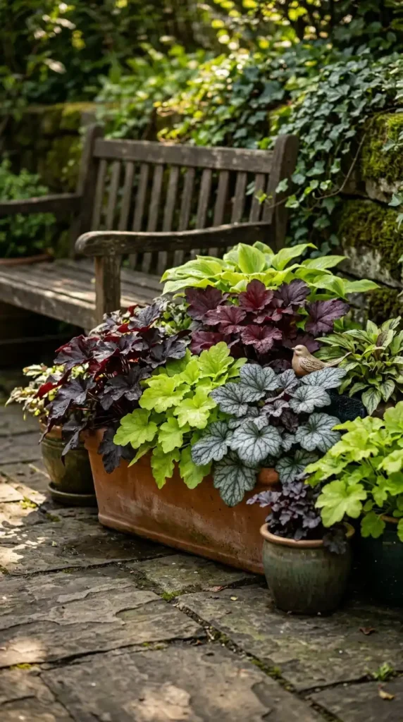 Heuchera varieties in container