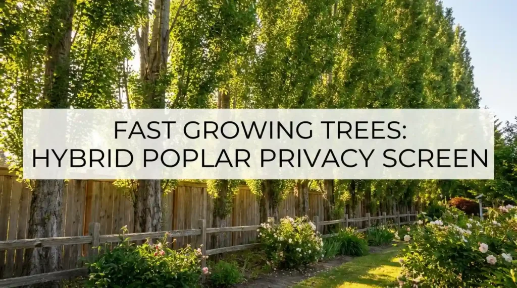 Hybrid poplar trees privacy screen