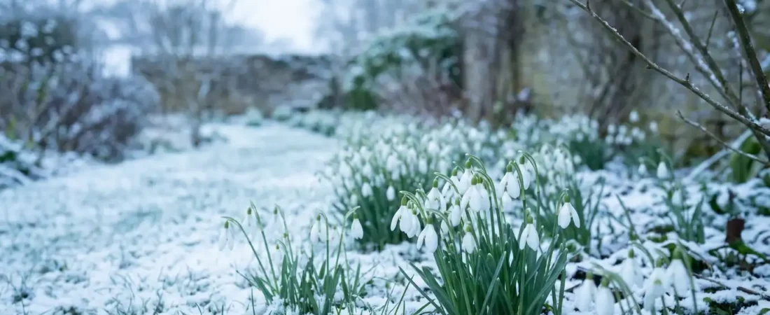 Flowers That Bloom in Winter and Brighten the Coldest Months
