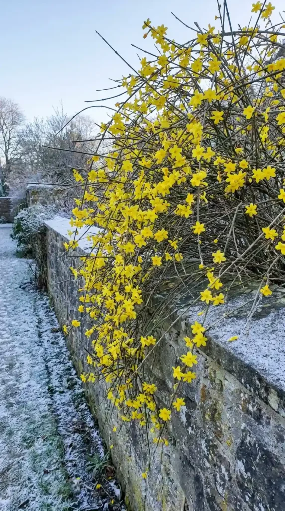 Winter jasmine cascading garden