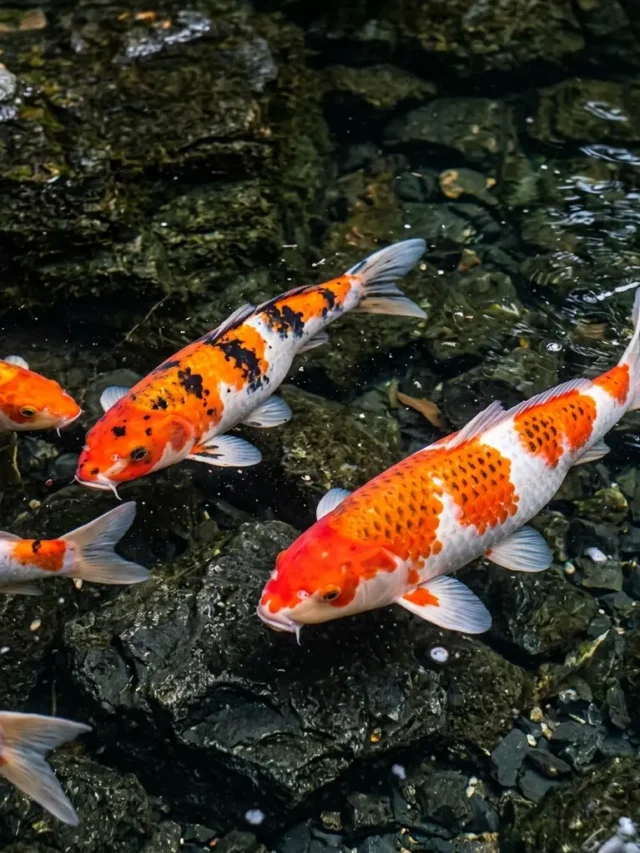 Minimalist Koi Pond Ideas for Small Gardens