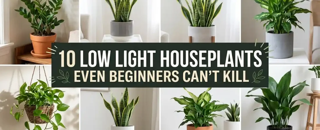 10 Low Light Houseplants Even Beginners Can’t Kill