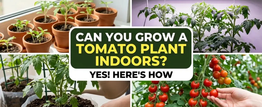 Can You Grow a Tomato Plant Indoors? Yes, Here’s How