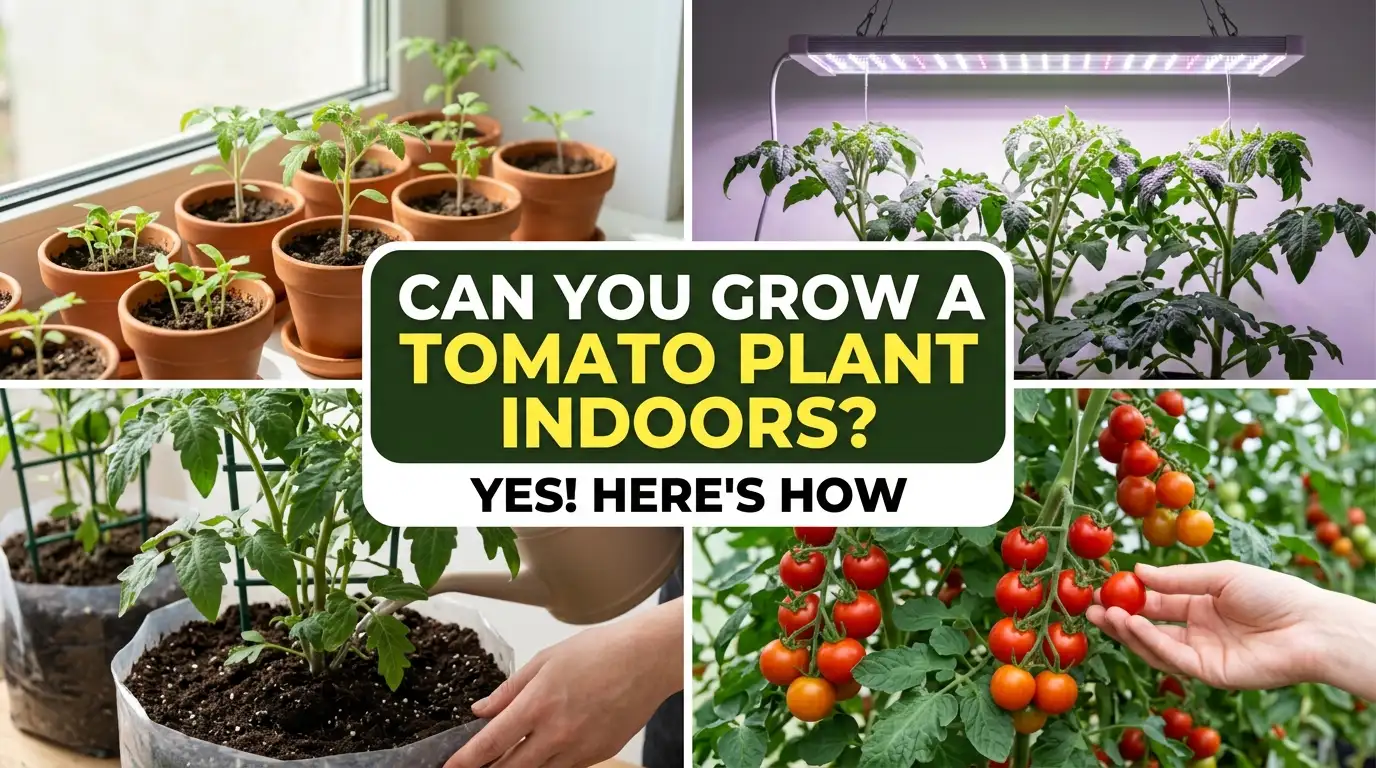 Can You Grow a Tomato Plant Indoors? Yes, Here’s How