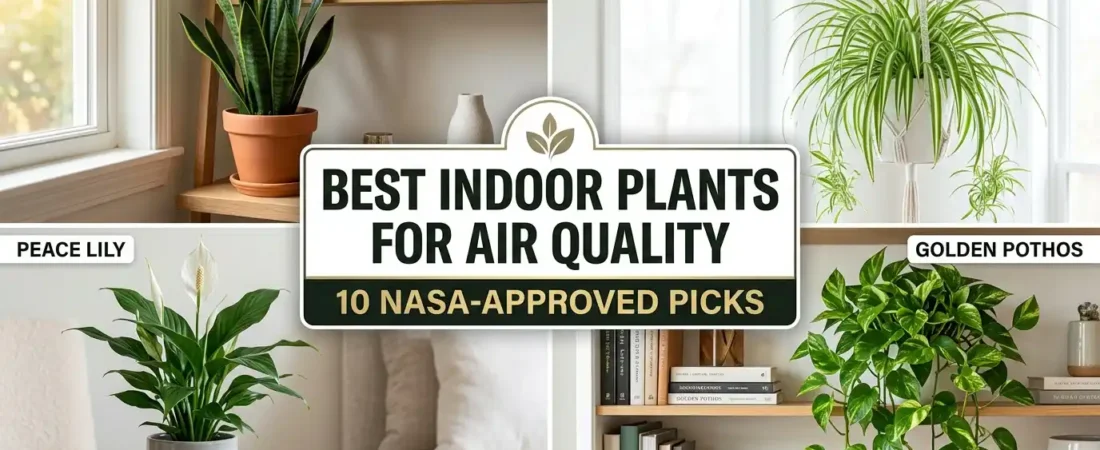 Best Indoor Plants for Air Quality: 10 NASA-Approved Picks
