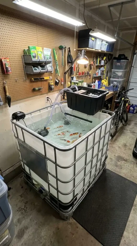 Koi pond in garage
