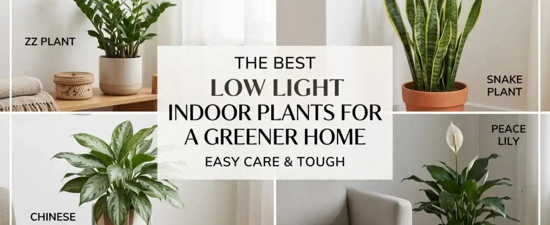 The Best Low Light Indoor Plants for a Greener Home