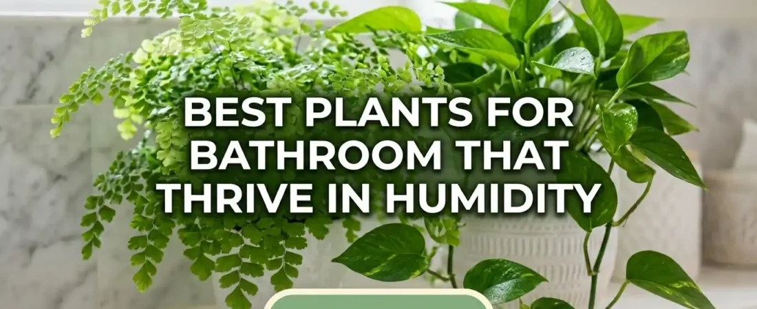 Best Plants for Bathroom That Thrive in Humidity