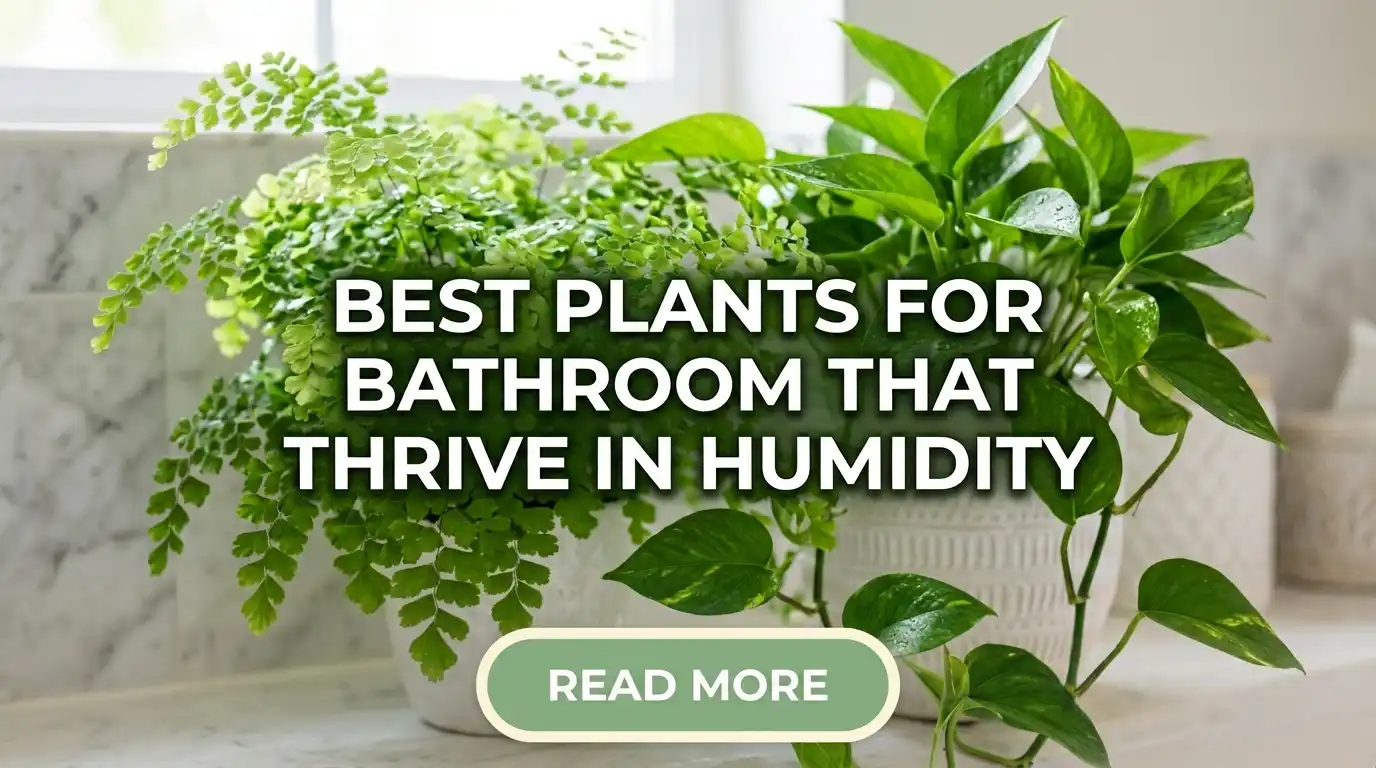 Best Plants for Bathroom That Thrive in Humidity